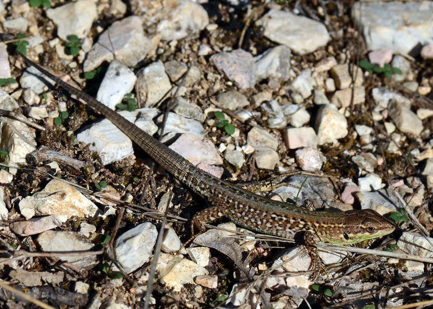 Giovane di Podarcis siculus